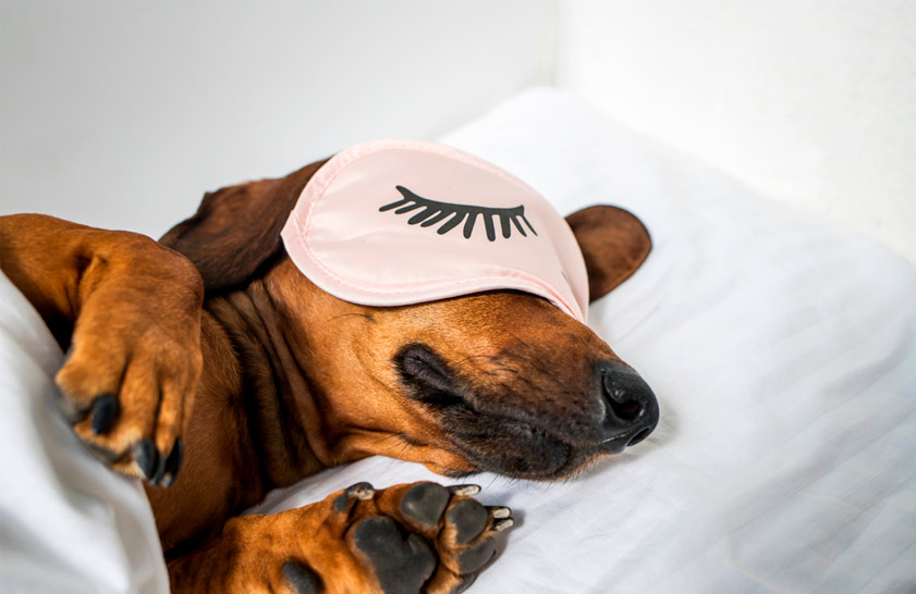 Hundefreundlich serrano hotels Hundefreundlich serrano hotels